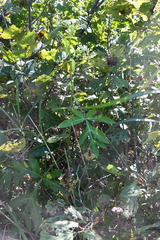 Angelica decursiva