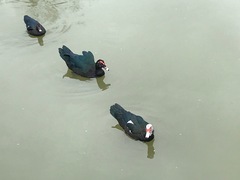 Cairina moschata domestica