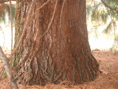 Sequoiadendron