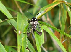 Hyaleucerea vulnerata