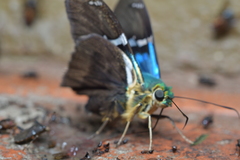Astraptes