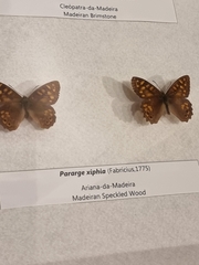 Pararge xiphia