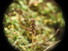 Plantago holosteum