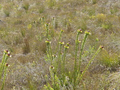 Leucadendron elimense elimense