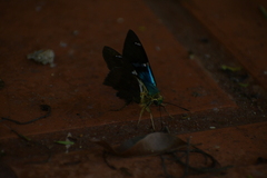 Astraptes