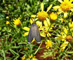 Ctenucha rubriceps