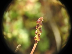 Plantago holosteum