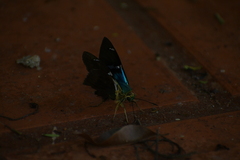 Astraptes