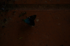 Astraptes