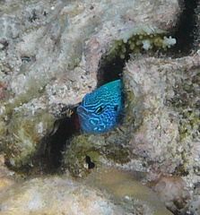 Pomacentrus pavo