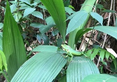Bronchocela jubata