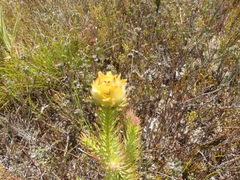 Leucadendron laxum