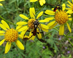 Argyroeides sanguinea