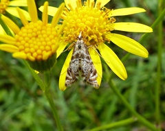 Acentropinae