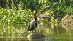 Anhinga rufa