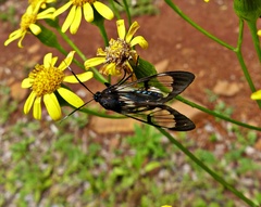 Hyaleucerea vulnerata