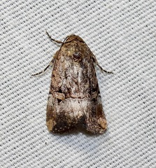 Elaphria chalcedonia