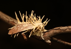 Akanthomyces tuberculatus