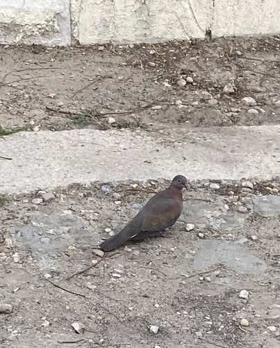 Laughing Dove