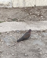 Streptopelia senegalensis