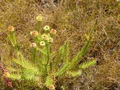 Leucadendron laxum