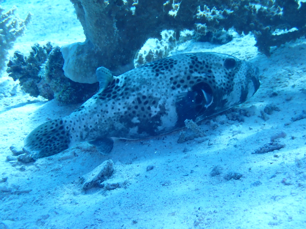 Blackspotted puffer
