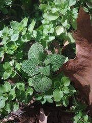 Lamium