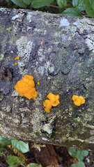 Dacrymyces chrysospermus