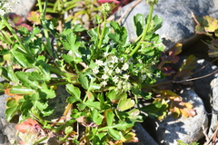Kitagawia litoralis