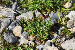 Kitagawia litoralis