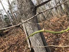 Smilax rotundifolia