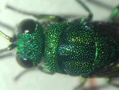 Chrysidinae