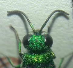 Chrysidinae