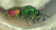 Chrysidinae