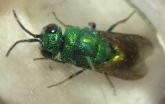 Chrysidinae