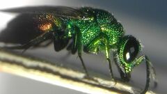 Chrysidinae