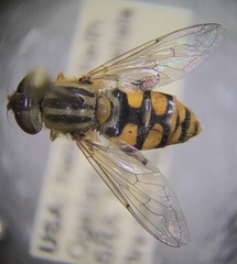 Parhelophilus