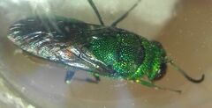 Chrysidinae