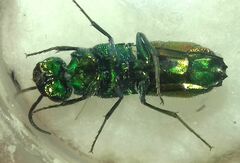 Chrysidinae