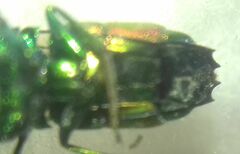 Chrysidinae