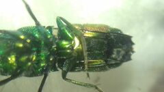 Chrysidinae