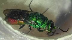 Chrysidinae