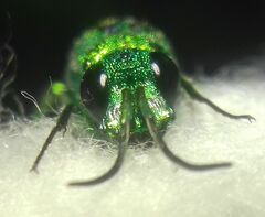 Chrysidinae