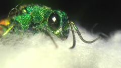 Chrysidinae