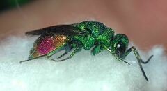 Chrysidinae