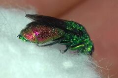 Chrysidinae