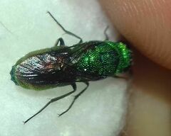 Chrysidinae