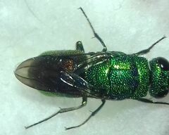 Chrysidinae
