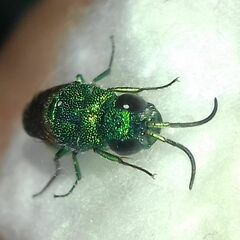 Chrysidinae