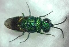 Chrysidinae